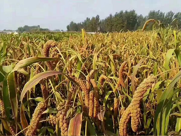 金鄉(xiāng)小米的主要價(jià)值