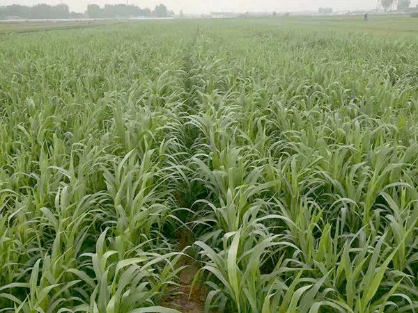 金鄉(xiāng)小米的栽培技術(shù)