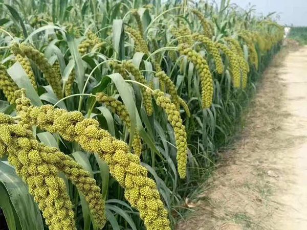 金谷小米的儲(chǔ)藏方法